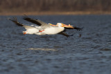 american white pelican 041910_MG_5678