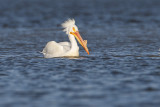 american white pelican 041910_MG_5838