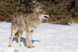 coyote 022110_MG_2823