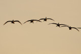 tundra swans 041910_MG_6207