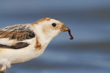 snow bunting 041810_MG_5062