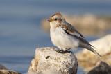 snow bunting 041810_MG_5155