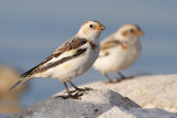 snow bunting 041810_MG_5233