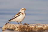 snow bunting 041810_MG_5318