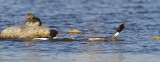 red-breasted mergansers 061610IMG_1488
