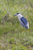 black-crowned night heron 062410IMG_5389