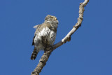 northern pygmy-owl 032108IMG_1117