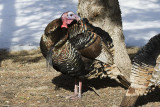 wild turkey 032308_MG_0318