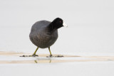 american coot 042008IMG_1784