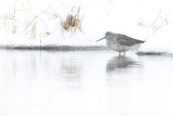 greater yellowlegs 042008IMG_0636