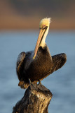 Brown Pelican