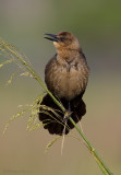 Grackle- Female