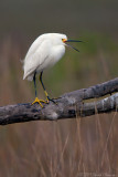 Snowy Egret