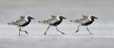 Black-bellied Plover