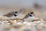 Semipalmated Plovers