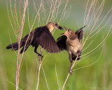 Grackles