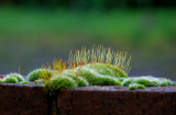 Moss on the pavement.jpg