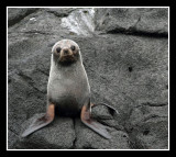 Fur Seal Pup