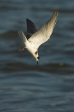 Black tern - Chlidonias niger