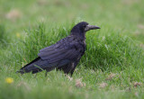 Rook - Corvus frugilegus