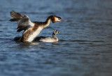 Great crested grebe - Podiceps cristatus