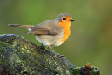 Robin - Erithacus rubecula