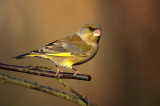 Greenfinch - Carduelis chloris