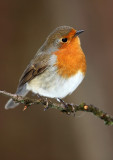 Robin - Erithacus rubecula