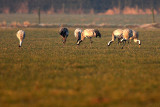 Common Crane - Grus grus, Achtmaal (Maatjes) 09/03/2010