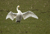 Whooper swan - Cygnus cygnus, Wuustwezel 11/03/2010