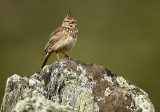 Thekla Lark - Galerida theklae