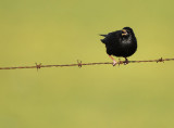 Spotless Starling - Sturnus unicolor