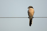 Southern Great Grey Shrike - Lanius excubitor meridionalis