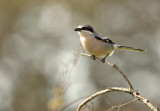 Southern Great Grey Shrike - Lanius excubitor meridionalis