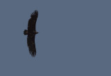 Black Vulture - Aegypius monachus
