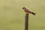 Lesser Kestrel - Falco naumannii