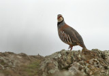 Red Partridge - Alectoris rufa