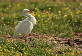 Cattle egret - Bubulcus ibis