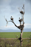 White stork - Ciconia ciconia