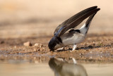 House martin - Delichon urbica