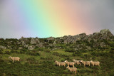 Sheep after a thunderstorm