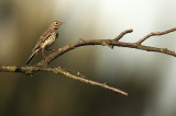 Tree Pipit - Anthus trivialis