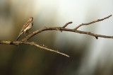 Tree Pipit - Anthus trivialis