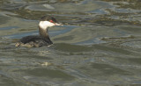 Slavonian grebe - Podiceps auritus, Stellendam, 12/11/07