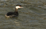 Slavonian grebe - Podiceps auritus, Stellendam, 12/11/07