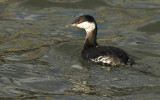 Slavonian grebe - Podiceps auritus, Stellendam, 12/11/07