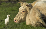 Cattle egret - Bubulcus ibis