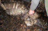 Eagle owl - Bubo bubo, found dead in Kalmthoutse Heide, 15/12/07