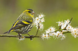 Siskin - Carduelis spinus