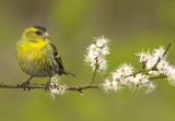 Siskin - Carduelis spinus